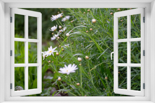 Fototapeta Naklejka Na Ścianę Okno 3D - Blooming White Flowers in Green Garden with green bokeh