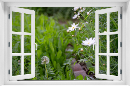 Fototapeta Naklejka Na Ścianę Okno 3D - White Flowers and Half Dandelion in Green Garden