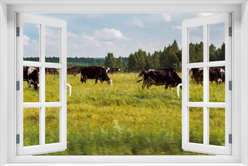 Fototapeta Naklejka Na Ścianę Okno 3D - a herd of cows grazing in the summer meadow
