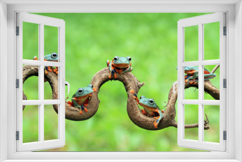 Fototapeta Naklejka Na Ścianę Okno 3D - Javan tree frog on aitting on branch, flying frog on branch, tree frog on branch