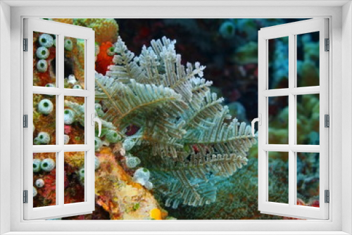 Fototapeta Naklejka Na Ścianę Okno 3D - The amazing and mysterious underwater world of Indonesia, North Sulawesi, Bunaken Island, hydrozoan
