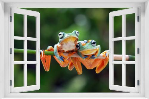 Fototapeta Naklejka Na Ścianę Okno 3D - Javan tree frog on sitting on branch, flying frog on branch, tree frog on branch