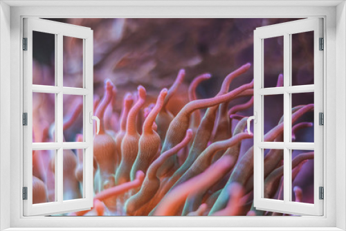 Fototapeta Naklejka Na Ścianę Okno 3D - Rosa pinke orange koralle unterwasser