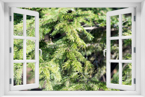 Fototapeta Naklejka Na Ścianę Okno 3D - Closeup bunch of fir tree in sunny day. Hello spring. Rehabilitation of patients with lung diseases. Nature landscape