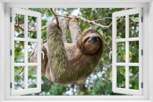 Fototapeta Naklejka Na Ścianę Okno 3D - Costa Rica sloth hanging tree three-thoed sloth