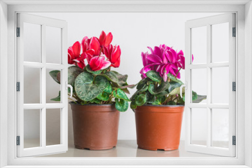 Fototapeta Naklejka Na Ścianę Okno 3D - Cyclamen flower in flower pots on white background