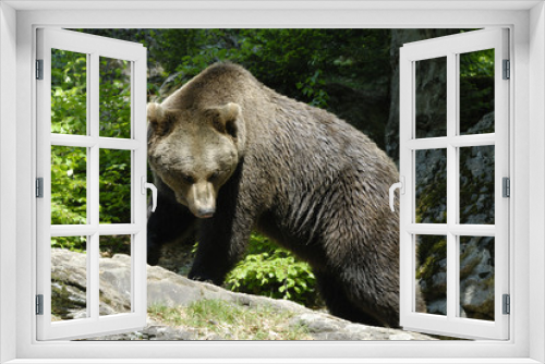 Fototapeta Naklejka Na Ścianę Okno 3D - Braunbär  (Ursus arctos) im Nationalpark Bayerischer Wald