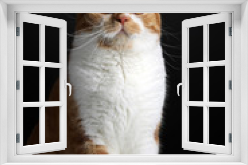 Fototapeta Naklejka Na Ścianę Okno 3D - Funny Portrait of Happy Smiling Ginger Cat Gazing with opened Mouth and big eyes on Isolated Black Background