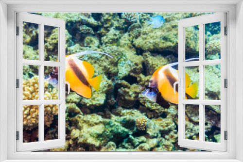Fototapeta Naklejka Na Ścianę Okno 3D - Two pennant butterfly fish on the red sea coral reef. Flag kabubu