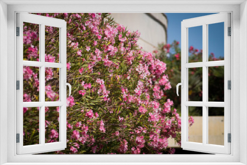 Fototapeta Naklejka Na Ścianę Okno 3D - różowe kwiaty