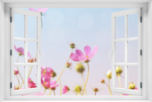 Fototapeta Naklejka Na Ścianę Okno 3D - Pink wild flowers (Cosmos) on background of blue sky, bottom view, toned. Flower background, soft focus