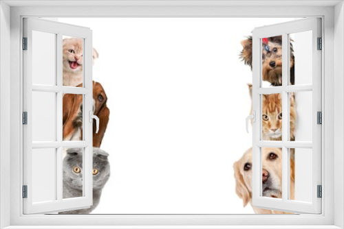 Fototapeta Naklejka Na Ścianę Okno 3D - Various cats and dogs as frame isolated on white