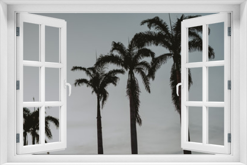 Fototapeta Naklejka Na Ścianę Okno 3D - palm tree silhouette / silhueta de palmeira