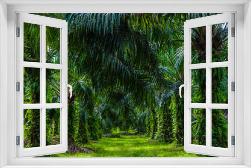 Fototapeta Naklejka Na Ścianę Okno 3D - Palm oil plantation in rural southern of Thailand