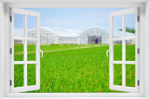 Fototapeta Naklejka Na Ścianę Okno 3D - Paddy field and cultivation house in Ishikawa Prefecture, Japan. 水田とビニールハウス。日本の石川県で撮影