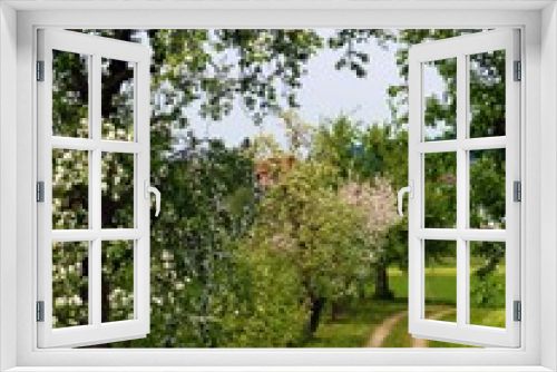 Fototapeta Naklejka Na Ścianę Okno 3D - Obstbaumblüte - Bodenseeregion