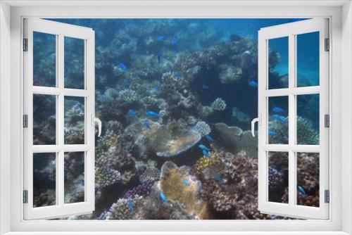 Fototapeta Naklejka Na Ścianę Okno 3D - underwater, coral, Great, barrier, reef, Cairns, Australia