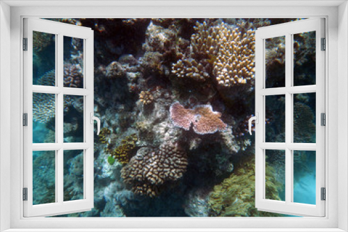 Fototapeta Naklejka Na Ścianę Okno 3D - underwater, coral, Great, barrier, reef, Cairns, Australia