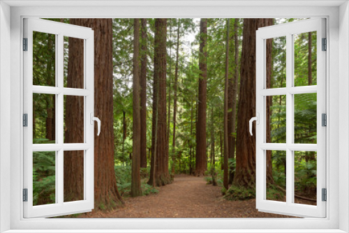 Fototapeta Naklejka Na Ścianę Okno 3D - Redwoods Forest Rotorua 