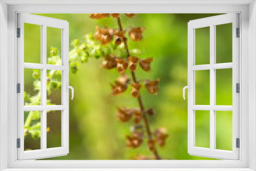 Fototapeta Naklejka Na Ścianę Okno 3D - Withered, Green, Fresh Basil flowers (Ocimum basilicum) in garden, Close up & Macro shot, Abstract Blurred Background