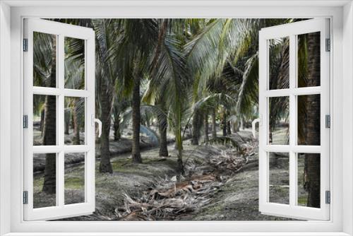 Fototapeta Naklejka Na Ścianę Okno 3D - Natural park view coconut mixed agriculture