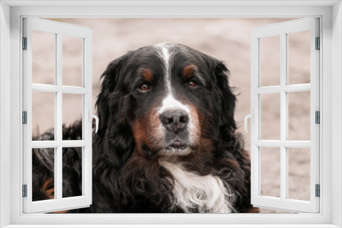 Fototapeta Naklejka Na Ścianę Okno 3D - Purebred Bernese Mountain Dog