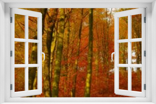 Fototapeta Naklejka Na Ścianę Okno 3D - View of a beautiful autumn landscape in the forest