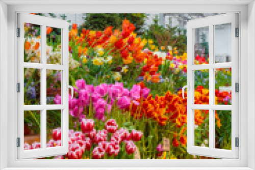 Fototapeta Naklejka Na Ścianę Okno 3D - Flowers in green house. Floral bouquet shop. Blooming plants and multi color flowers inside a garden center
