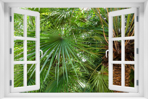 Fototapeta Naklejka Na Ścianę Okno 3D - Palm trees in the park. Subtropical climate