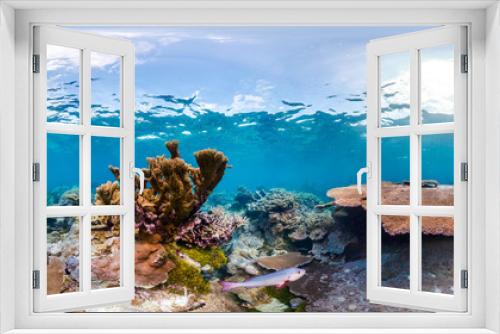 Fototapeta Naklejka Na Ścianę Okno 3D - 360 of fish swimming through coral reef