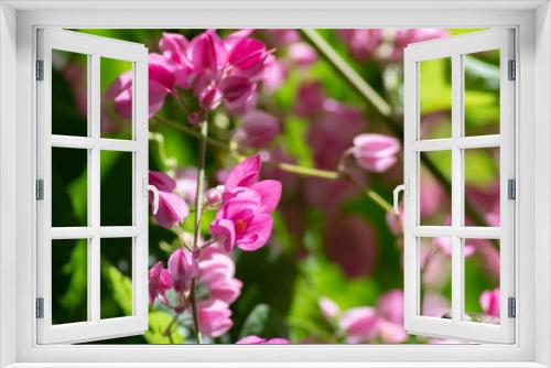 Fototapeta Naklejka Na Ścianę Okno 3D - Little pink flowers