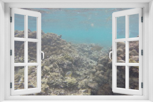 Fototapeta Naklejka Na Ścianę Okno 3D - seychelles corals