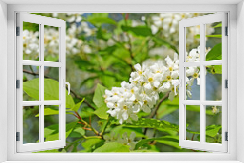 Fototapeta Naklejka Na Ścianę Okno 3D - Blühende Traubenkirsche, Prunus padus