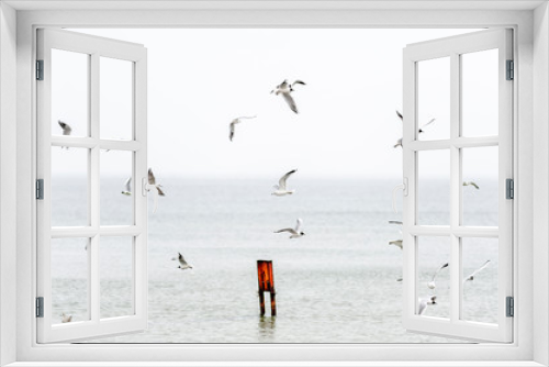 Fototapeta Naklejka Na Ścianę Okno 3D - różne gatunki mew nad plażą