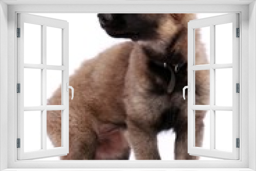 Fototapeta Naklejka Na Ścianę Okno 3D - Deutscher Schäferhund Welpe