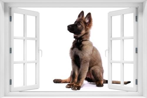 Fototapeta Naklejka Na Ścianę Okno 3D - Deutscher Schäferhund Welpe