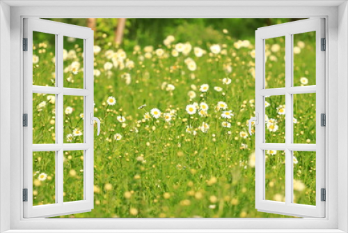 Fototapeta Naklejka Na Ścianę Okno 3D - White flowers on green meadow. Spring background.