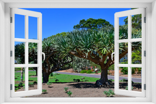 Fototapeta Naklejka Na Ścianę Okno 3D - Australia, NSW, Sydney, Botanic Garden