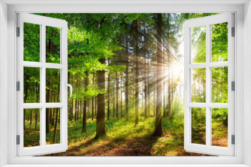 Fototapeta Naklejka Na Ścianę Okno 3D - Beautiful rays of sunlight in a green forest