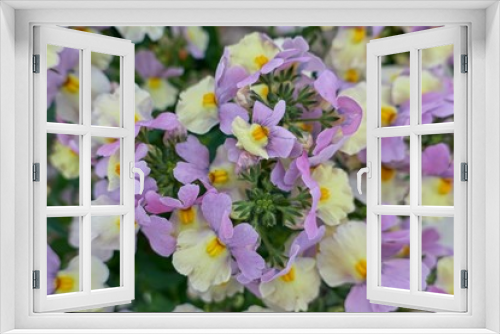 Fototapeta Naklejka Na Ścianę Okno 3D - colorful snapdragon in bloom
