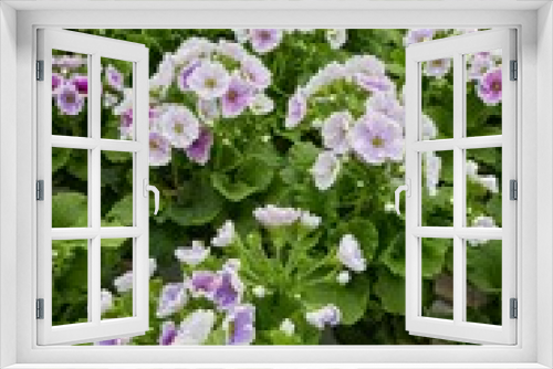 Fototapeta Naklejka Na Ścianę Okno 3D - colorful primroses in spring season