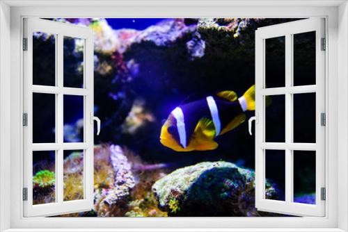 Fototapeta Naklejka Na Ścianę Okno 3D - Wonderful and beautiful underwater world with corals and tropical fish.