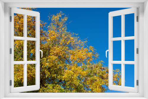 Fototapeta Naklejka Na Ścianę Okno 3D - Autumn tree and blue skys