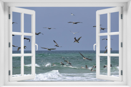 Fototapeta Naklejka Na Ścianę Okno 3D - group of pelicans and seagulls feeding off the coast of florida