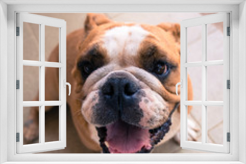 Fototapeta Naklejka Na Ścianę Okno 3D - Happy english bulldog 