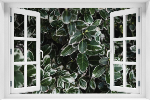 Fototapeta Naklejka Na Ścianę Okno 3D - background of green leaves