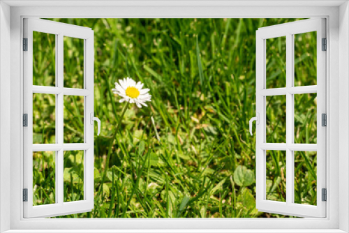 Fototapeta Naklejka Na Ścianę Okno 3D - Single daisy on a meadow