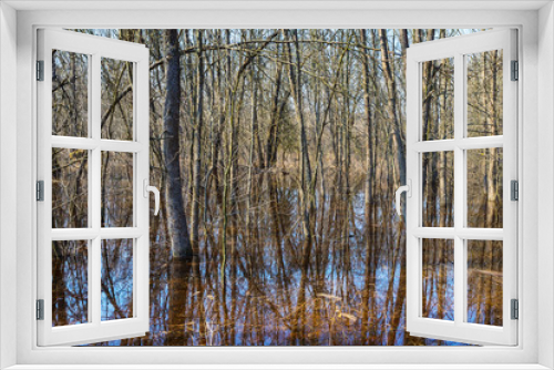 Fototapeta Naklejka Na Ścianę Okno 3D - forest stay in a water, spring flood scene