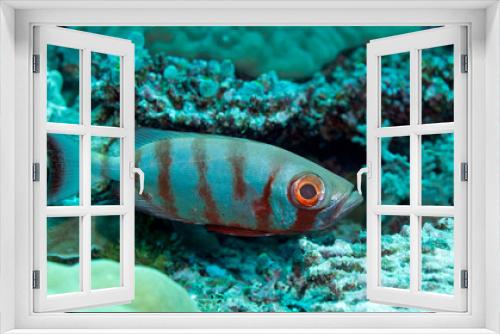 Fototapeta Naklejka Na Ścianę Okno 3D - Fish close up in Palau