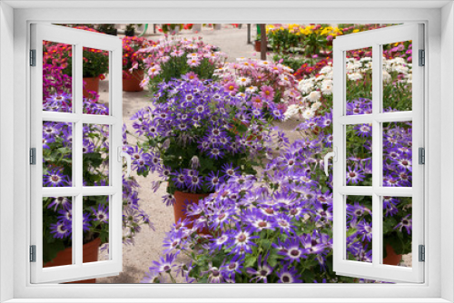 Fototapeta Naklejka Na Ścianę Okno 3D - blue white chamomile flowers in pots